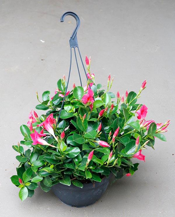 Dipladenia hybrida Pink Sundeville