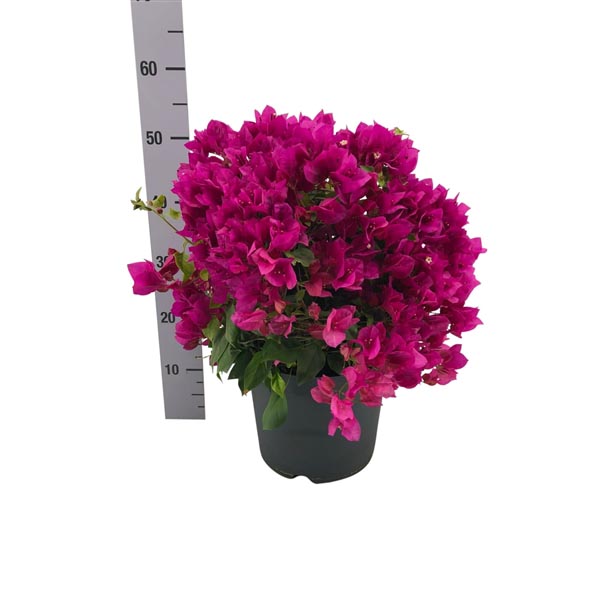 Bougainvillea hybrida Sanderiana lila