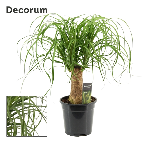 Beaucarnea recurvata