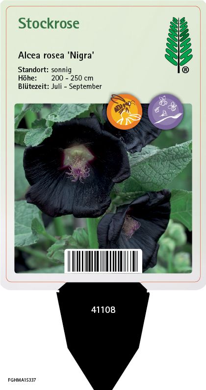 Alcea rosea Var. Nigra