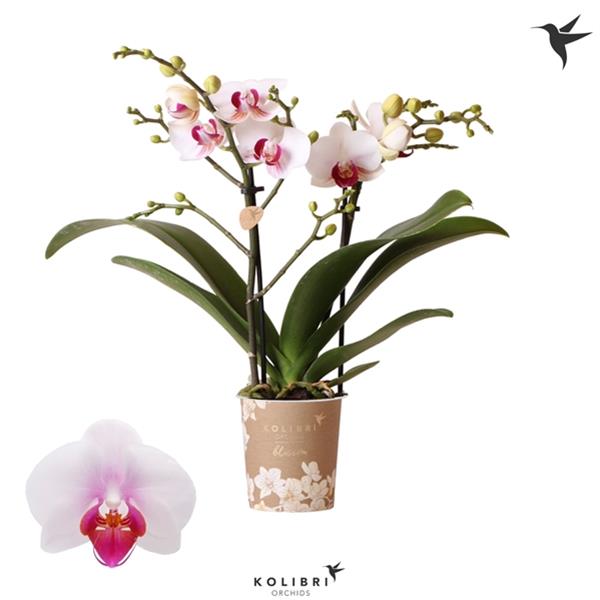 Phalaenopsis hybrida Multiflora Gibraltar