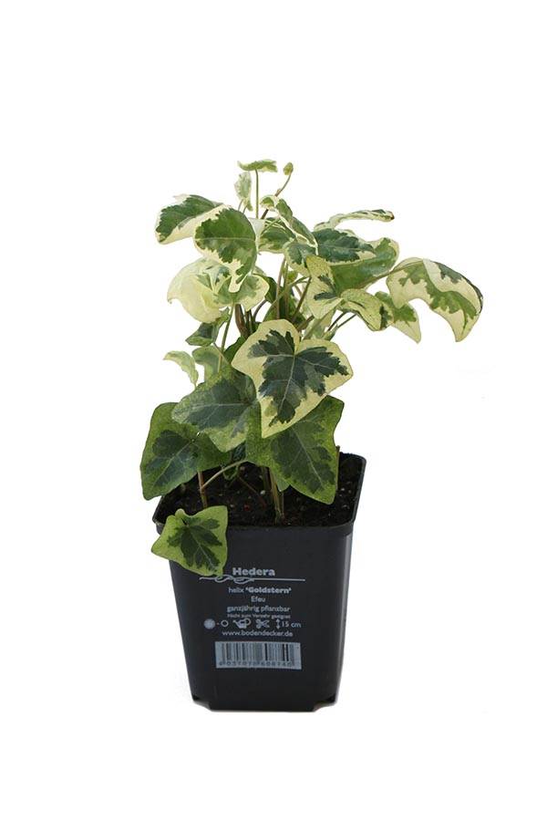 Hedera helix Goldstern