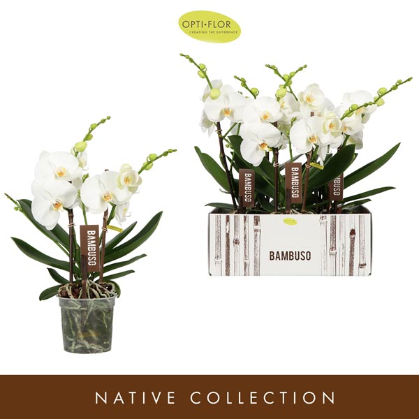 Phalaenopsis hybrida Bambuso Sequoia