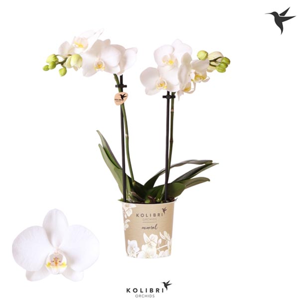 Phalaenopsis hybrida Alaska