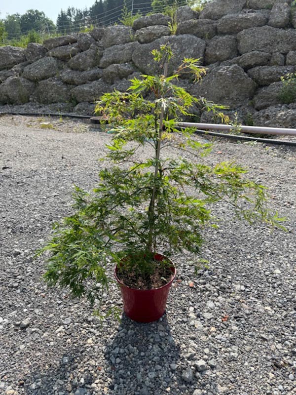 Acer palmatum Dissectum