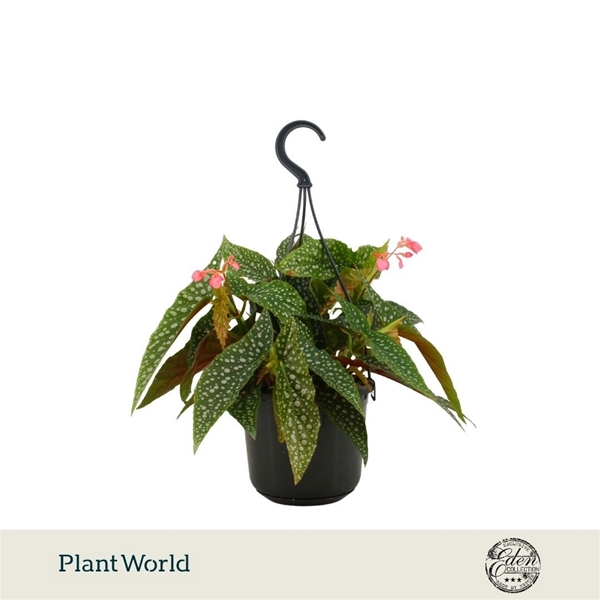 Begonia maculata Double Dot