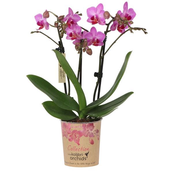Phalaenopsis hybrida Multiflora Stuttgart