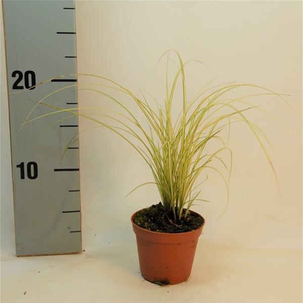 Carex brunnea Jenneke