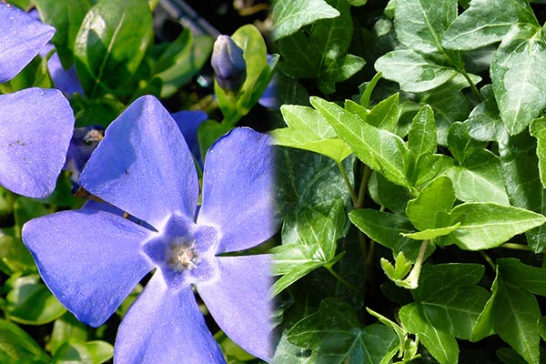 Vinca minor