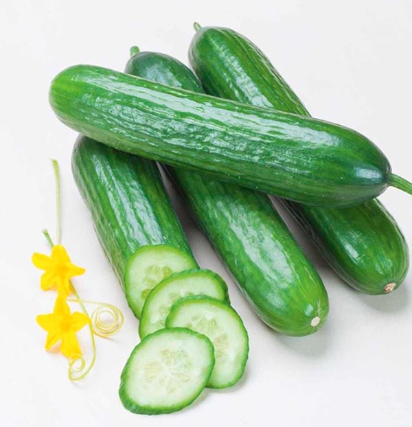Cucumis sativus Melva Salatgurke veredelt