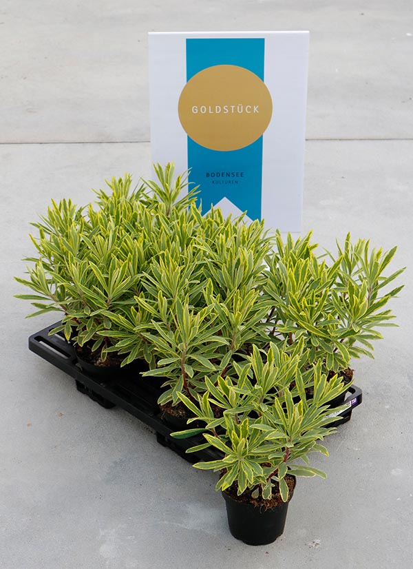 Euphorbia hybrida Ascot Rainbow