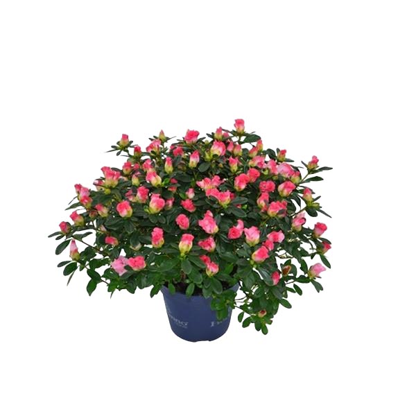 Azalea simsii Hortino Primavera