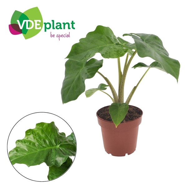 Alocasia macrorrhiza Low Rider