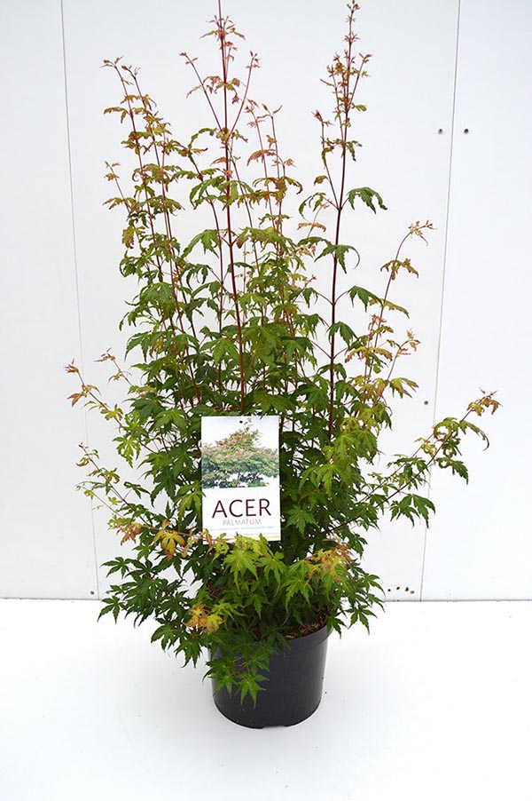Acer palmatum
