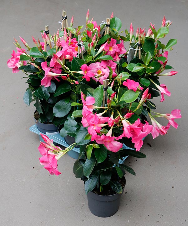 Dipladenia hybrida Pink Sundeville