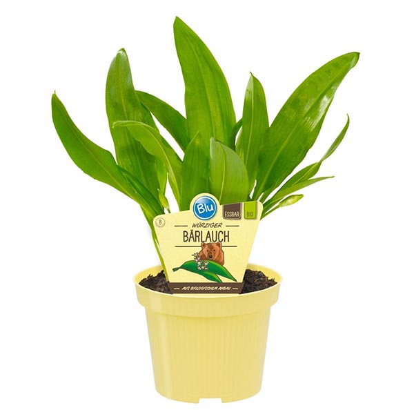 Allium ursinum Bio-Bärlauch