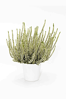 Calluna vulgaris Emma
