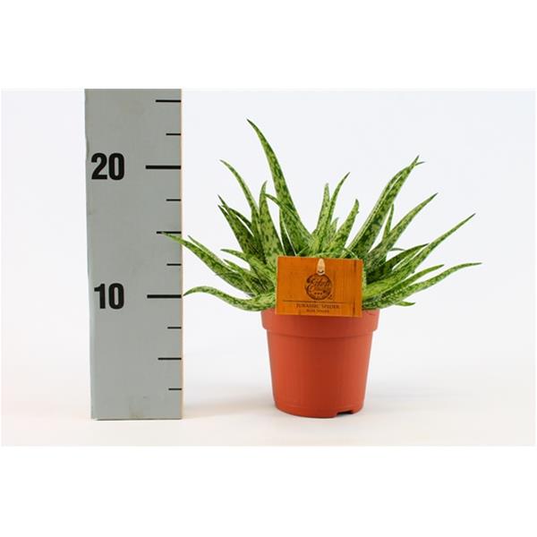 Aloe hybrida Spider