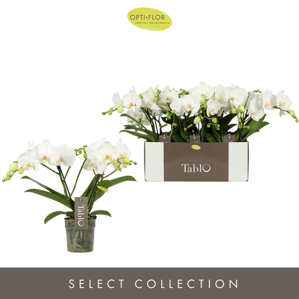 Phalaenopsis hybrida Tablo Prosecco