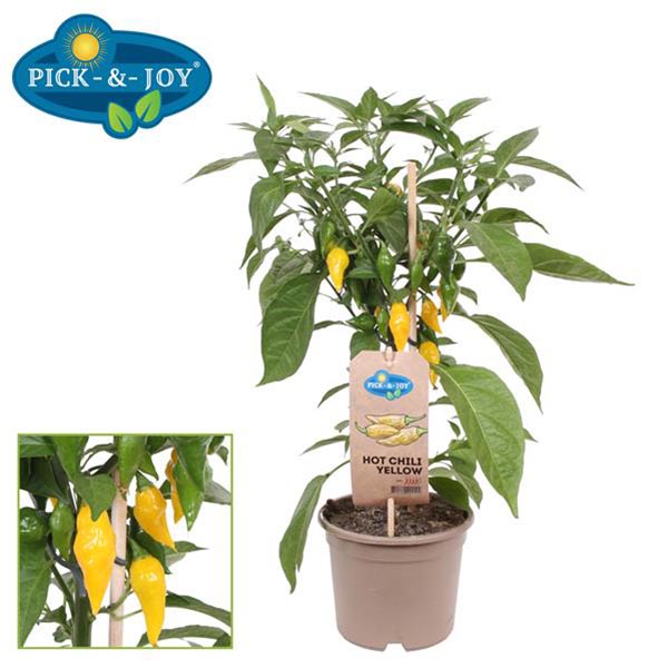 Capsicum annuum Pick-&-joy Hot Chili Yellow