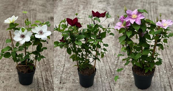 Clematis hybrida Boulevard