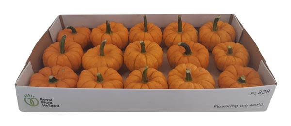 Cucurbita pepo Kürbis Jack Be Little