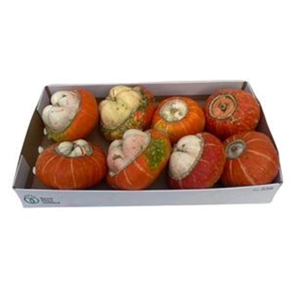 Cucurbita pepo Kürbis Mini Red Turban Plant