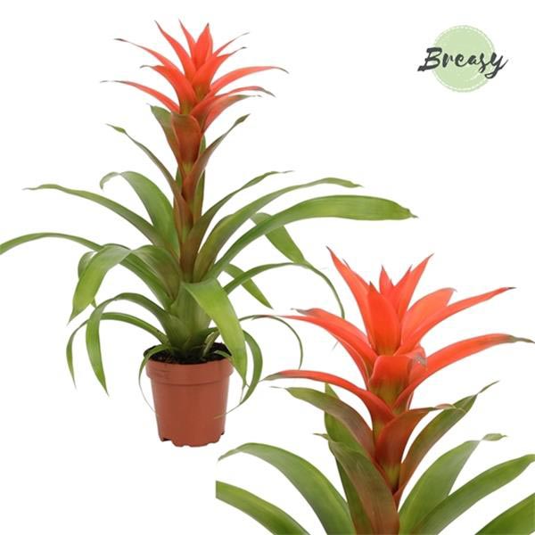 Guzmania hybrida Suerte Salmon