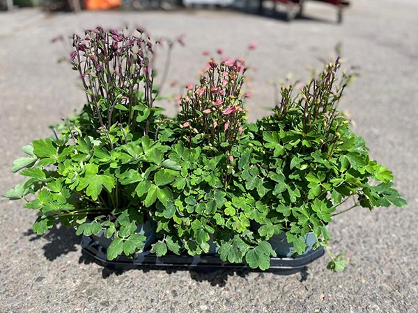 Aquilegia vulgaris Mix