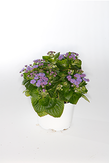 Ageratum houstonianum Mix
