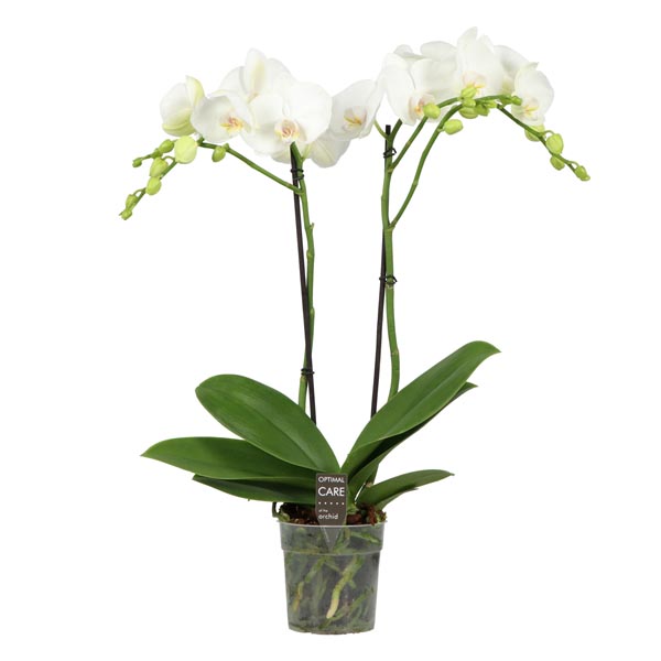 Phalaenopsis hybrida Funda