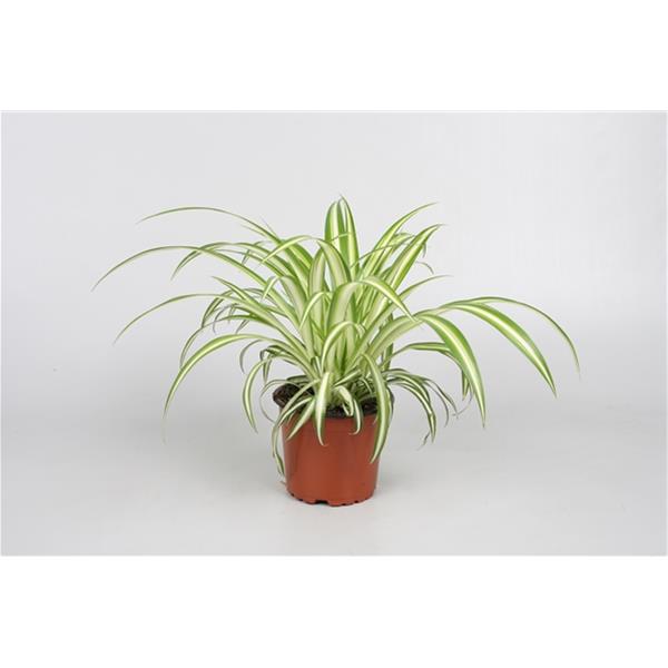 Chlorophytum comosum Variegatum