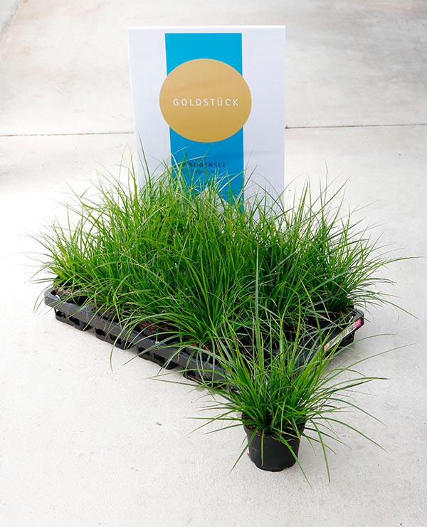 Carex brunnea