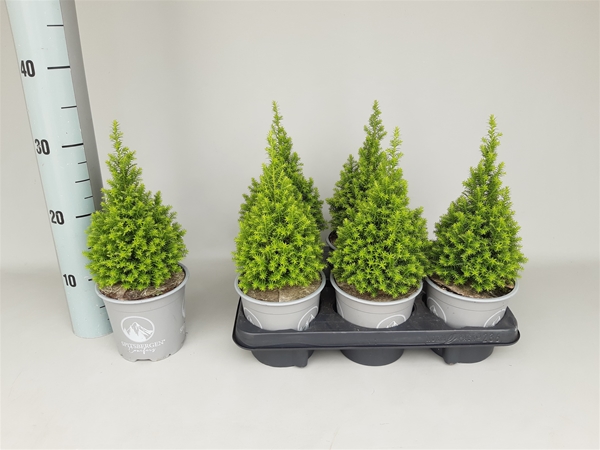 Chamaecyparis thyoides Spitsbergen