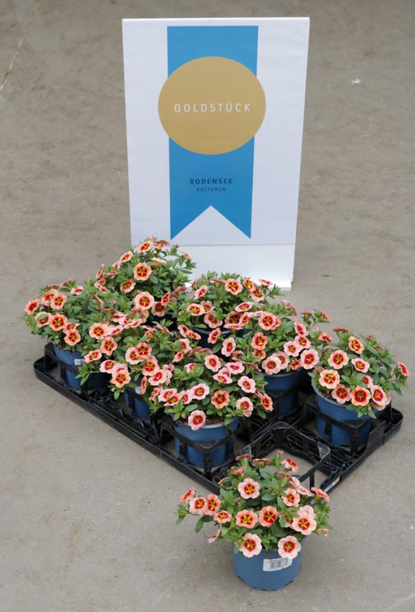 Calibrachoa callie Conga Orange Star