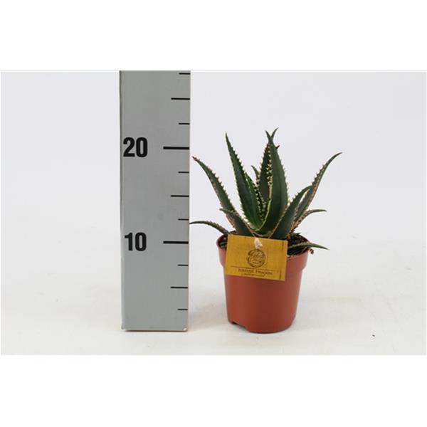 Aloe aculeata