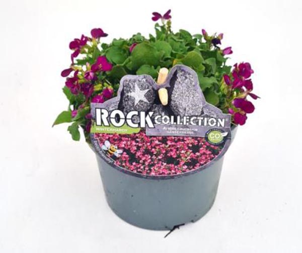 Arabis caucasica Rosa