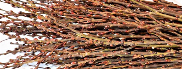 Schnitt. Weidenkätzchen