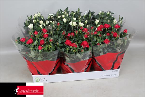 Rosa hybrida Rot Weiss Mix