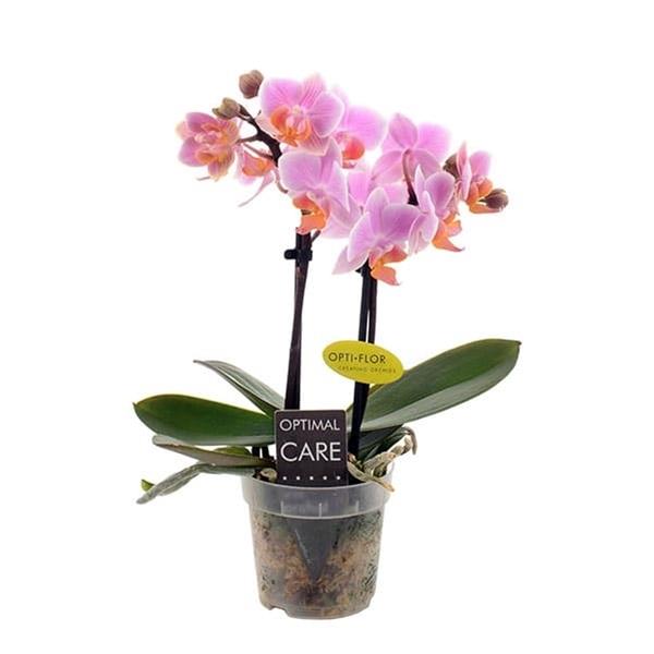 Phalaenopsis hybrida Fenna
