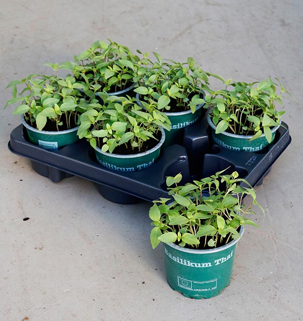 Ocimum basilicum Basilikum Thai Bio