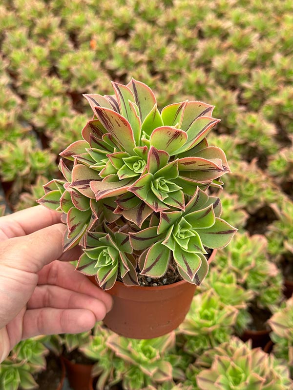 Aeonium leucoblepharum Red Stripe